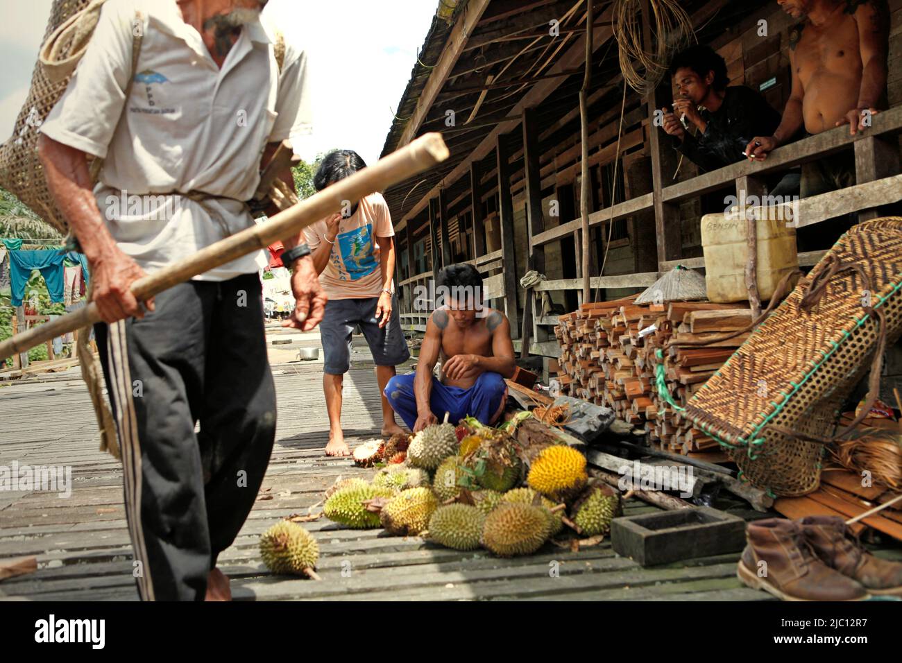 Menschen, die frisch geerntete Durian-Früchte auf der Terrasse des Langhauses der traditionellen Dayak IBAN-Gemeinde in Sungai Utik, Batu Lintang, Embaloh Hulu, Kapuas Hulu, West Kalimantan, Indonesien. Stockfoto