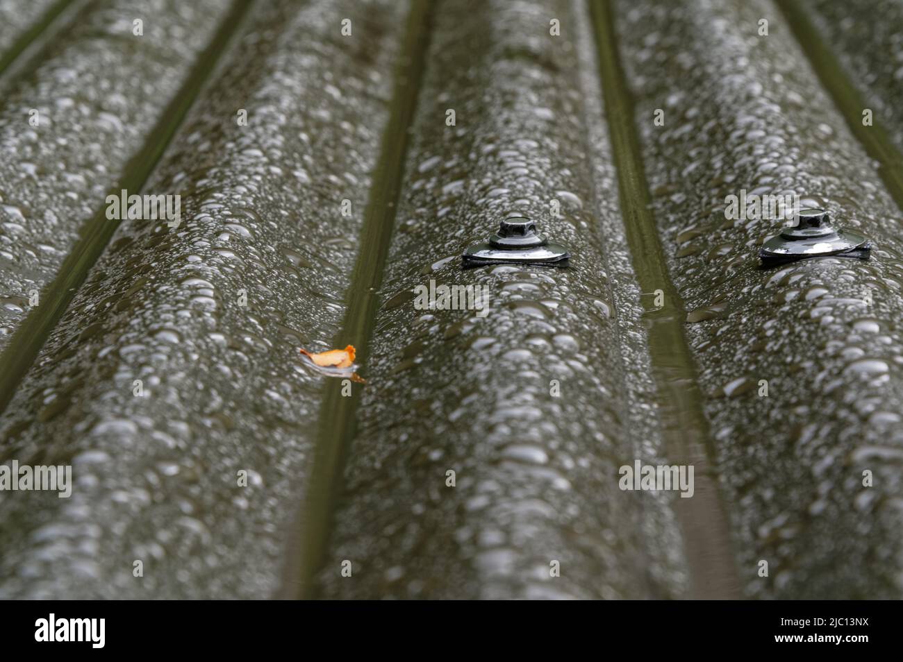 Regen Tropfen auf einem Wellblech Dach, das Eisen wird durch Regenschirmschrauben oder Nägel gehalten. Stockfoto