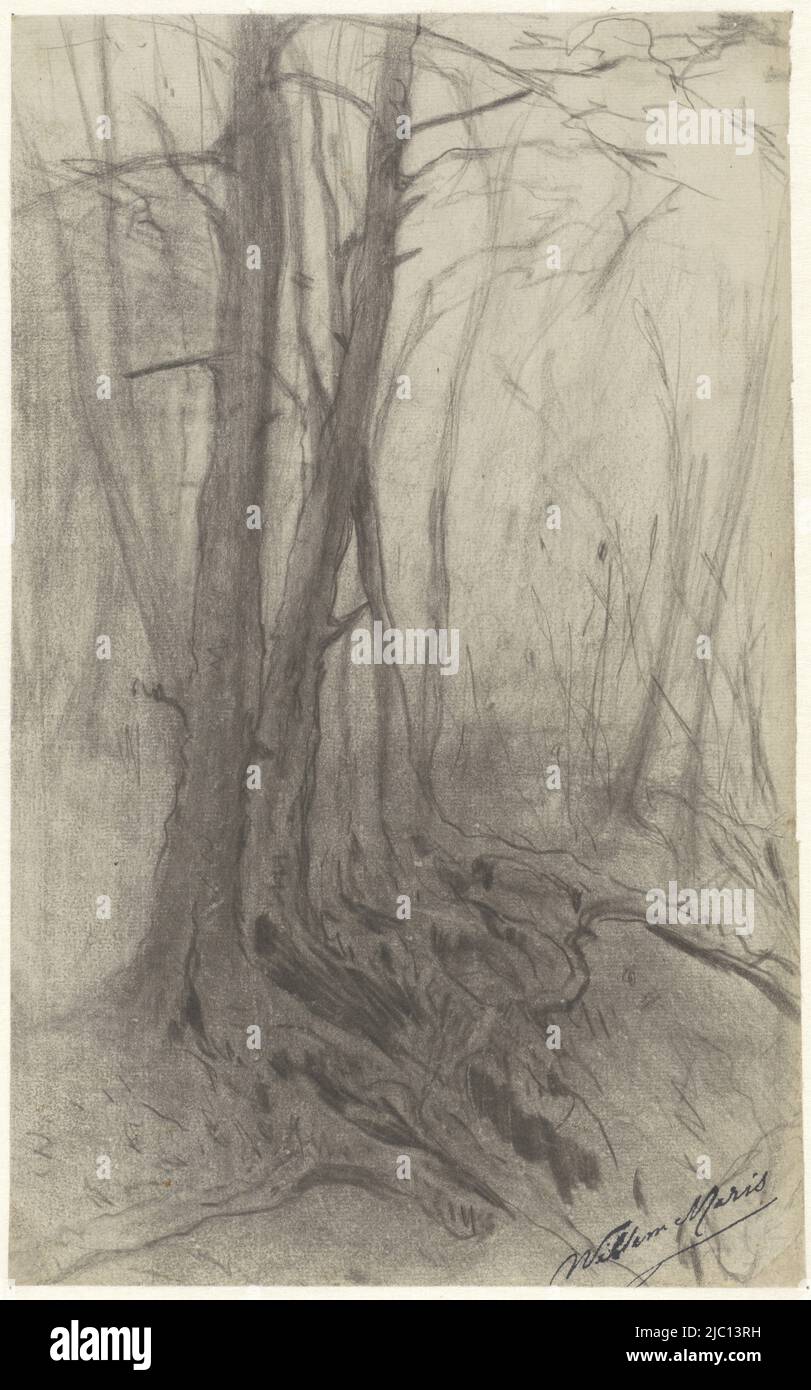 Bäume im Wald, Zeichner: Willem Maris, 1854 - 1910, Papier, H 308 mm × B 190 mm Stockfoto