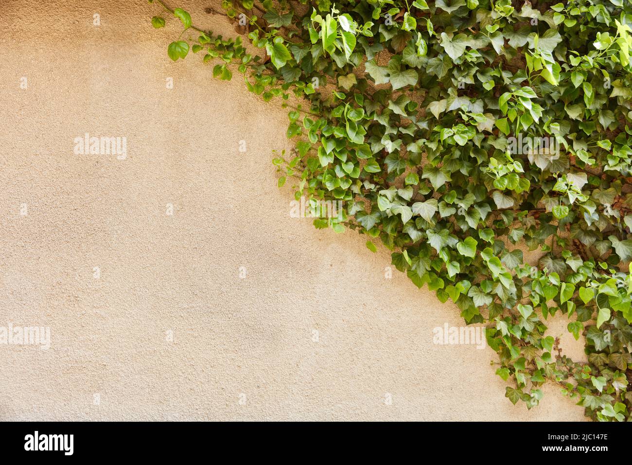 Efeu als Kletterpflanze an einer Wand als Hintergrund Stockfoto