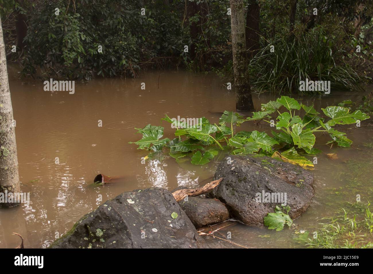 Überschwemmtes Gartengebiet in Queensland, Australien, nach tagelang starken Regenfällen. Neblig graues Wetter. Pflanzen und Bäume teilweise untergetaucht und sehr nass. Stockfoto