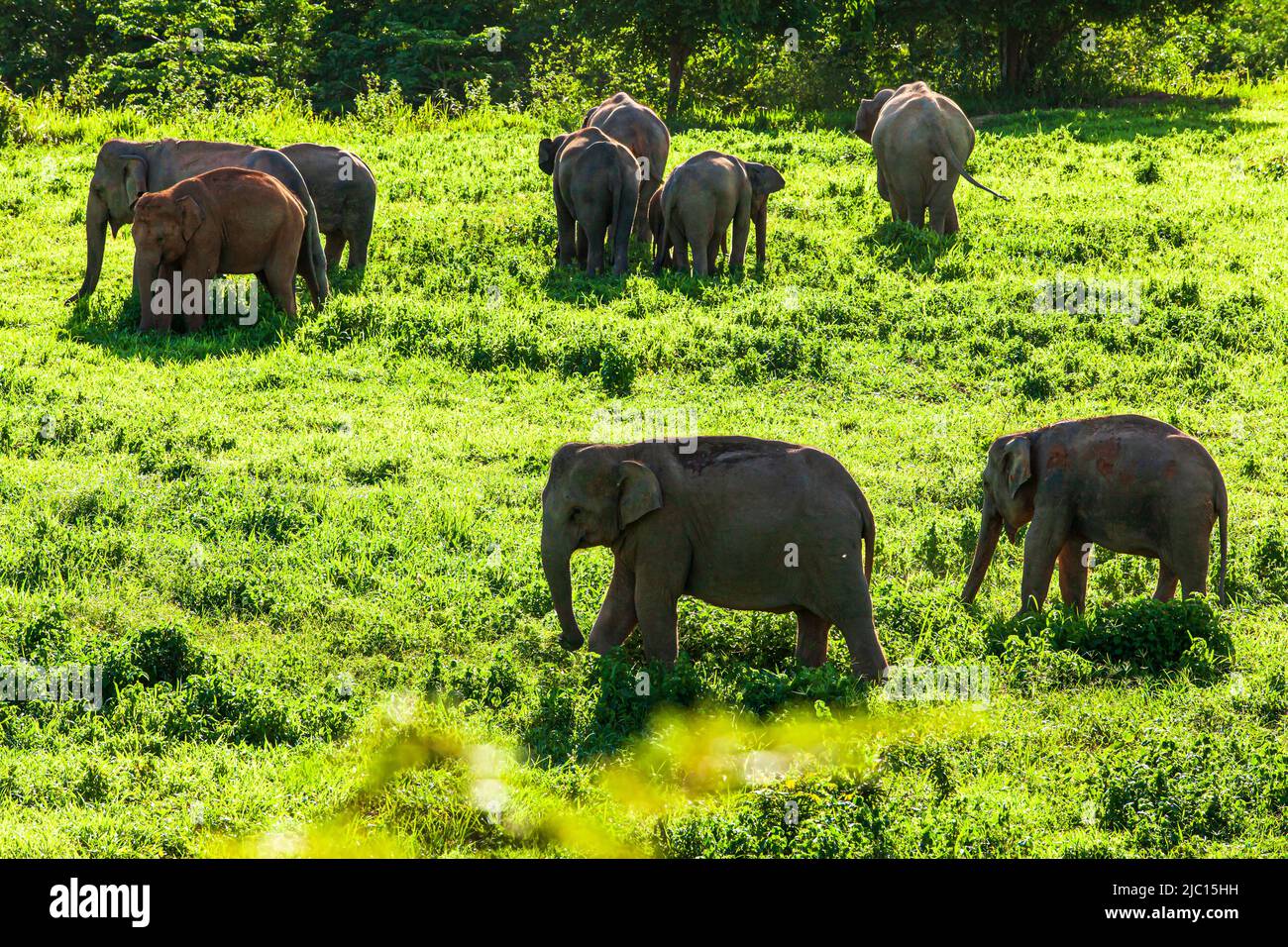 Blick aus dem hohen Winkel auf eine Herde asiatischer Elefanten, die an einem regnerischen Morgen auf dem grünen Grasland grasen. Kui Buri Nationalpark, Thailand. Stockfoto