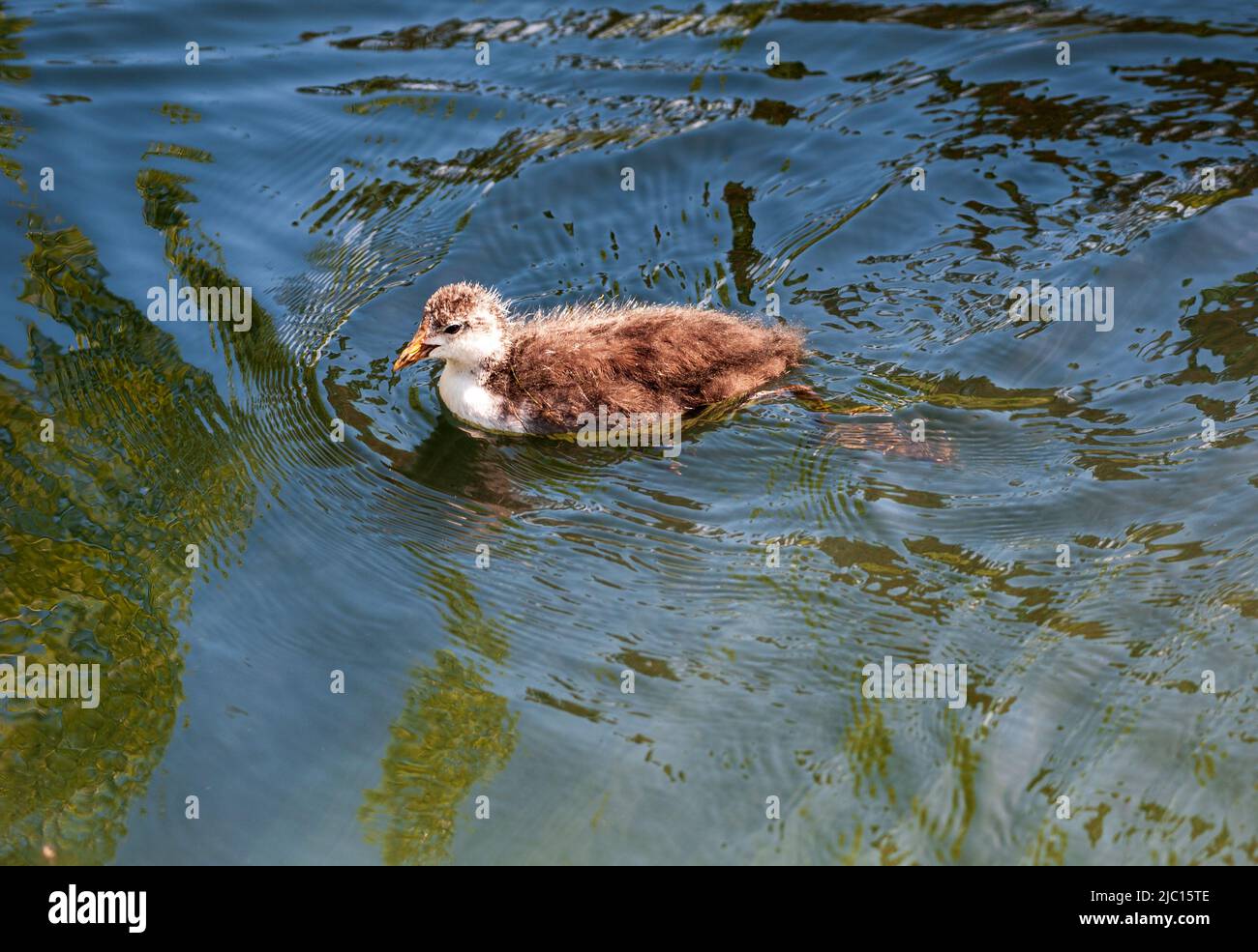 Hühnerküken (Fulica atra) auf dem See, irische Tierwelt, Stockfoto