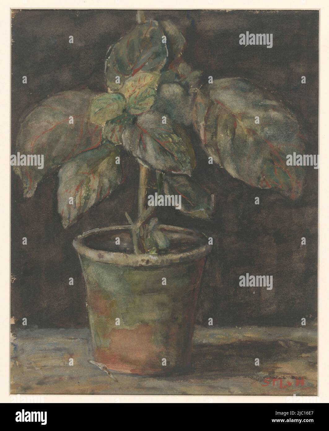 Topfpflanze, Zeichner: Sientje Mesdag-van Houten, 1844 - 1909, Papier, Pinsel, H 308 mm × B 247 mm Stockfoto