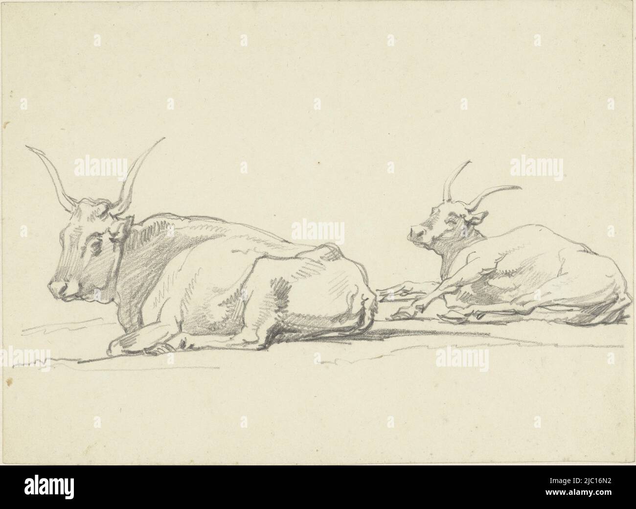 Zwei liegende Kühe mit langen Hörnern, Zeichner: Hendrik Voogd, 1788 - 1839, Papier, H 200 mm × B 273 mm Stockfoto