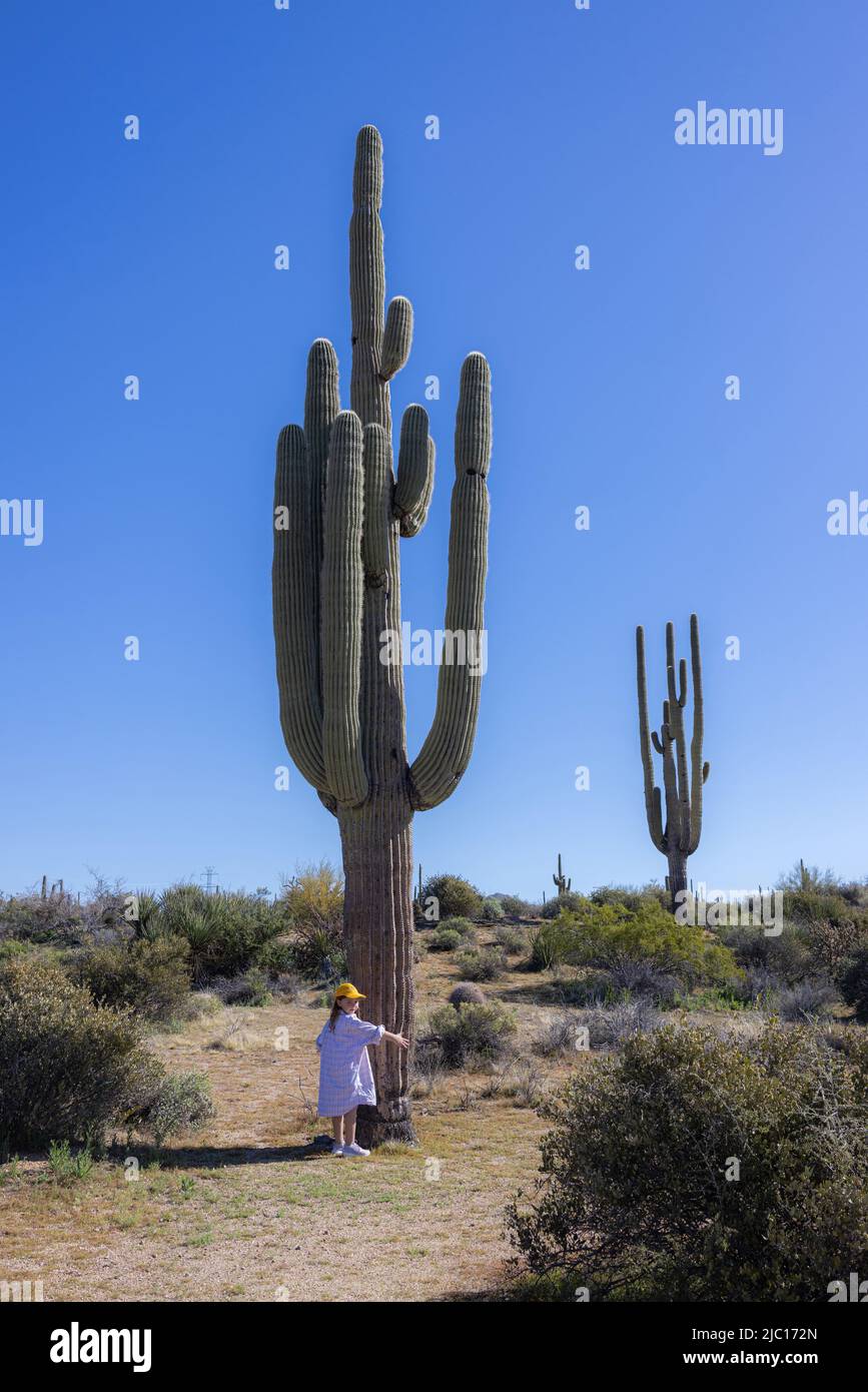 saguaro Kaktus (Carnegiea gigantea, Cereus giganteus), kleines Mädchen mit altem saguaro Kaktus, Größenvergleich, USA, Arizona, Sonora-Wueste Stockfoto