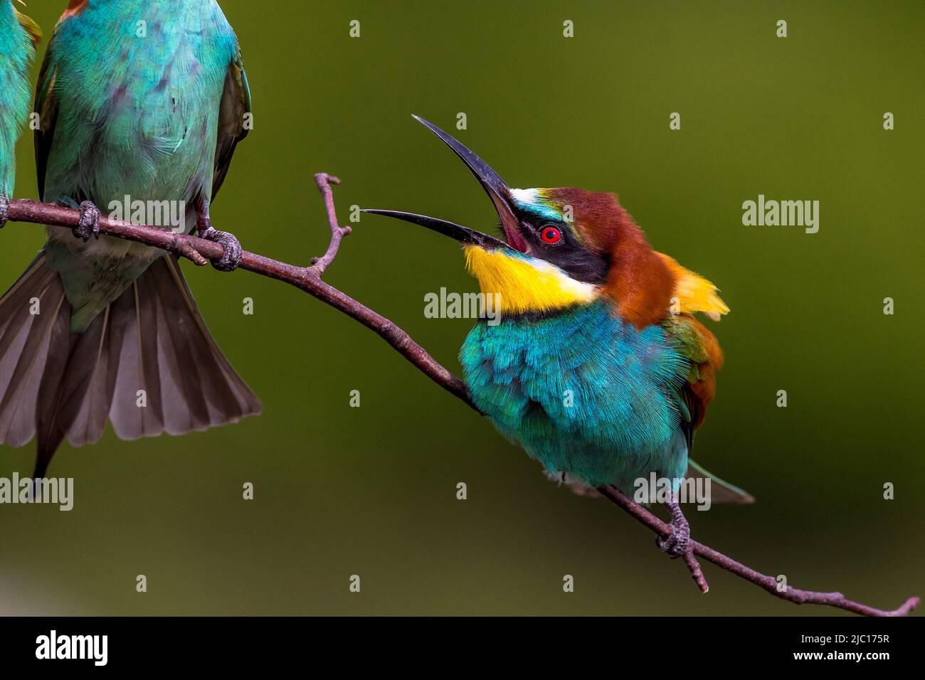 Europäischer Bienenfresser (Merops apiaster), Bienenfresser auf einem konkurrierenden Zweig, Deutschland, Baden-Württemberg Stockfoto