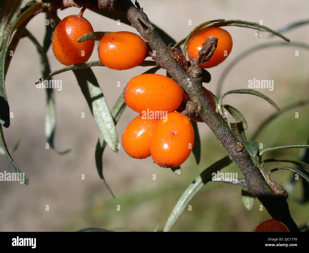 gemeinsamen Sanddorn (Hippophae Rhamnoides), Zweig mit Früchten, Deutschland Stockfoto