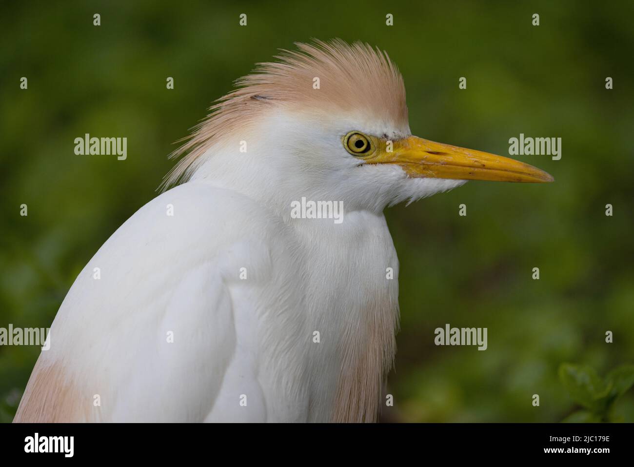 Rinderreiher, Buffreiher (Ardeola ibis, Bubulcus ibis), Portrait, USA, Hawaii, Maui Stockfoto