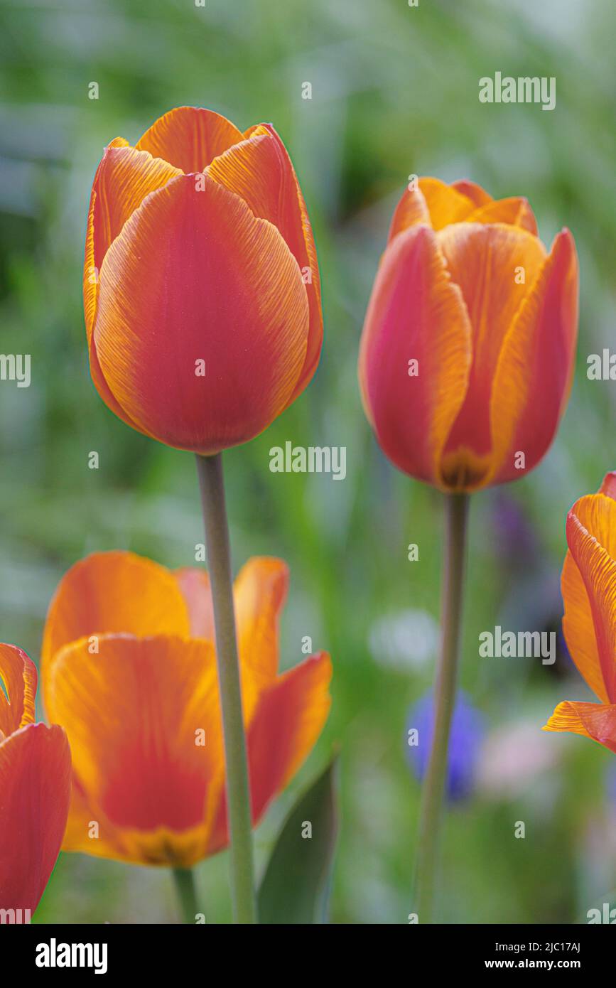 Gemeine Gartentupe (Tulipa spec.), orange geflasene Blüten Stockfoto