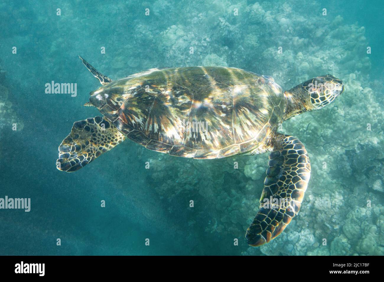 Grüne Schildkröte, Steinschildkröte, Fleischschildkröte (Chelonia mydas), Schwimmen über einem Korallenriff, USA, Hawaii, Maui Stockfoto