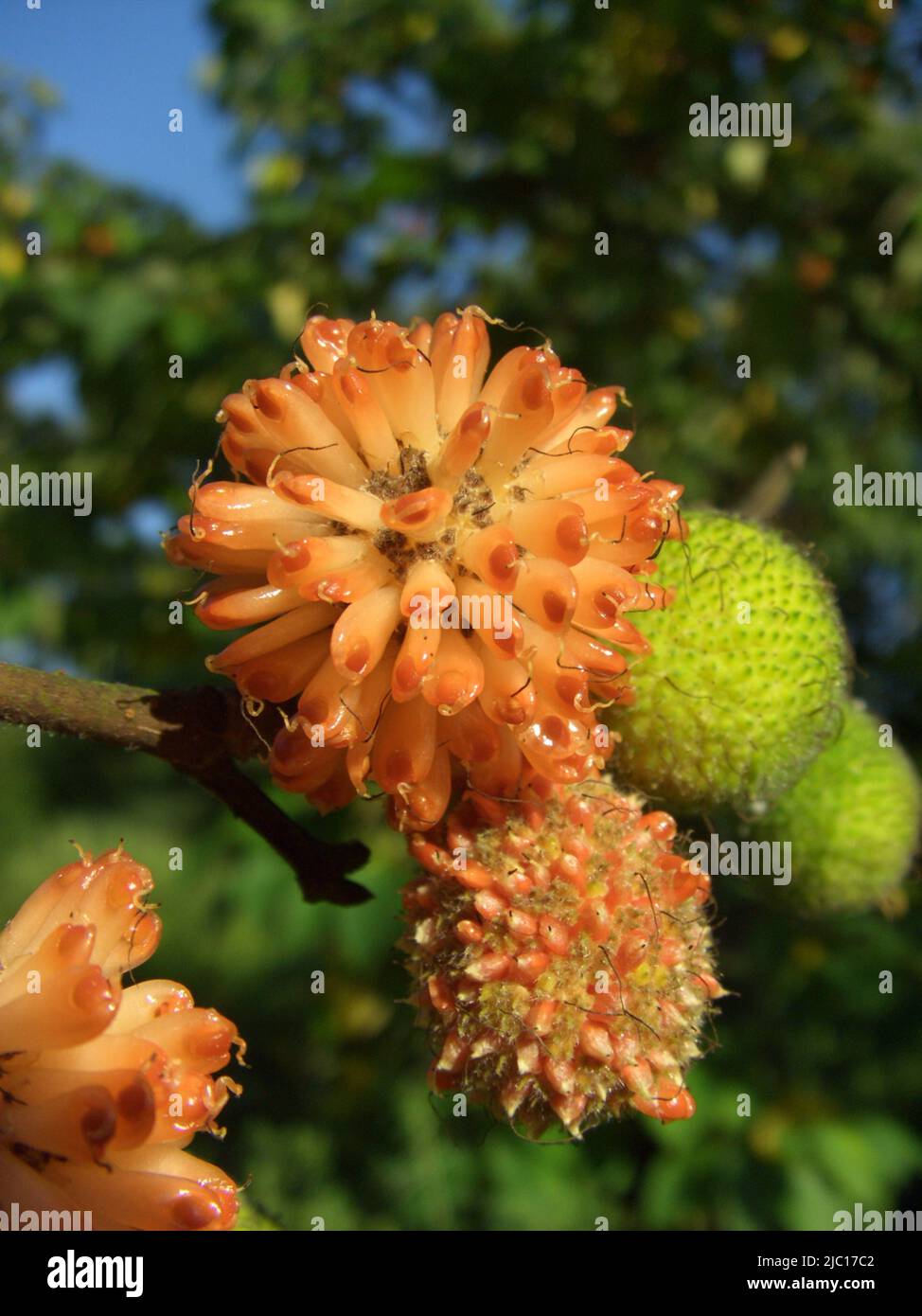 Papier Maulbeere, Tapa Tuch Baum (Broussonetia papyrifera), die Sepalen werden orange und fleischig Stockfoto