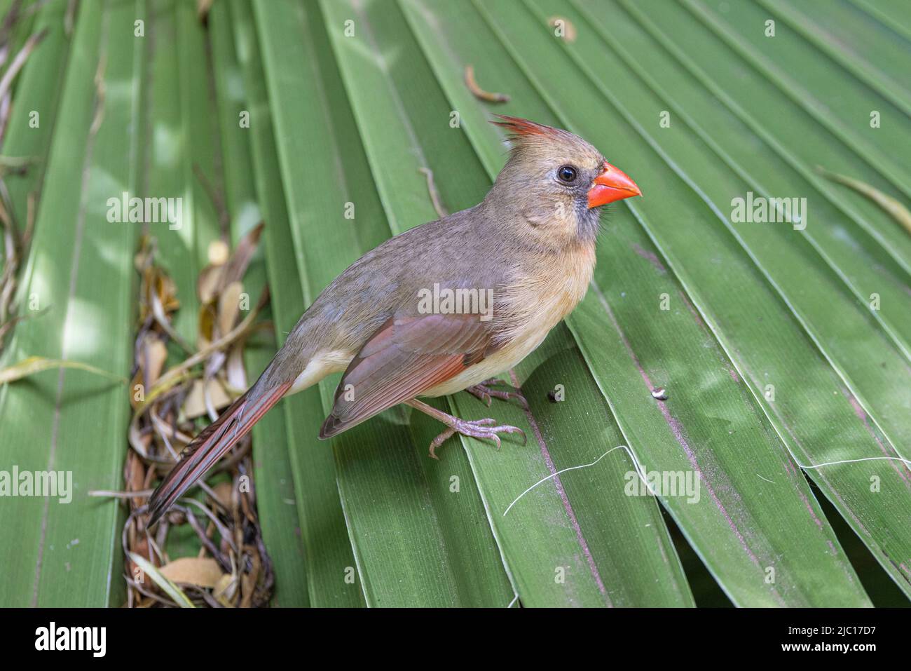 Gewöhnlicher Kardinal, Roter Kardinal (Cardinalis cardinalis), Weibchen auf Palmblatt, USA, Hawaii, Maui Stockfoto