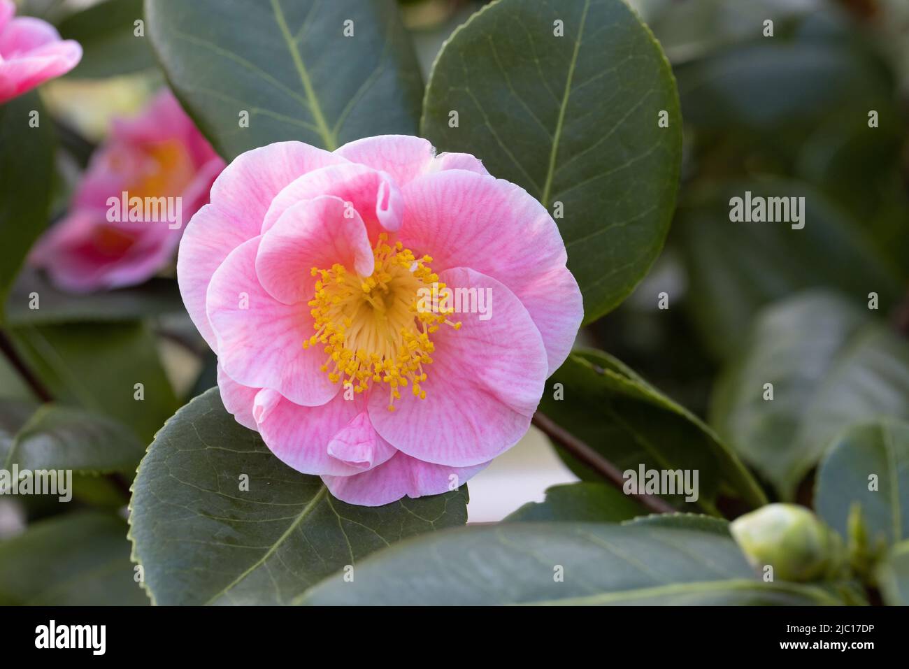 Japanische Kamelie (Camellia Japonica), Blume Stockfoto