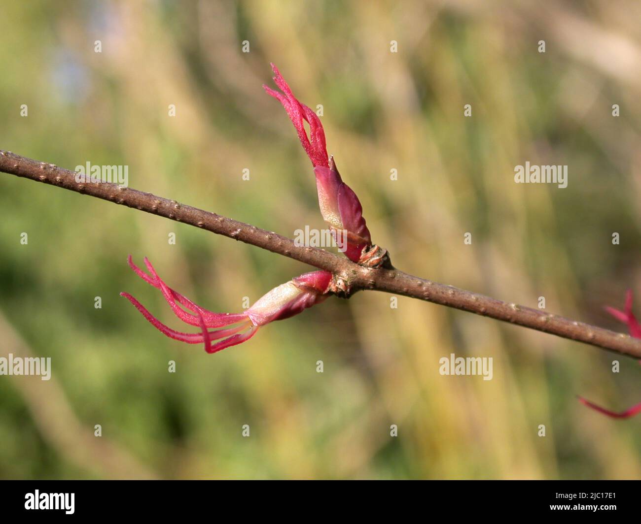 katsura-Baum (Cercidiphyllum japonicum), weibliche Blüten Stockfoto