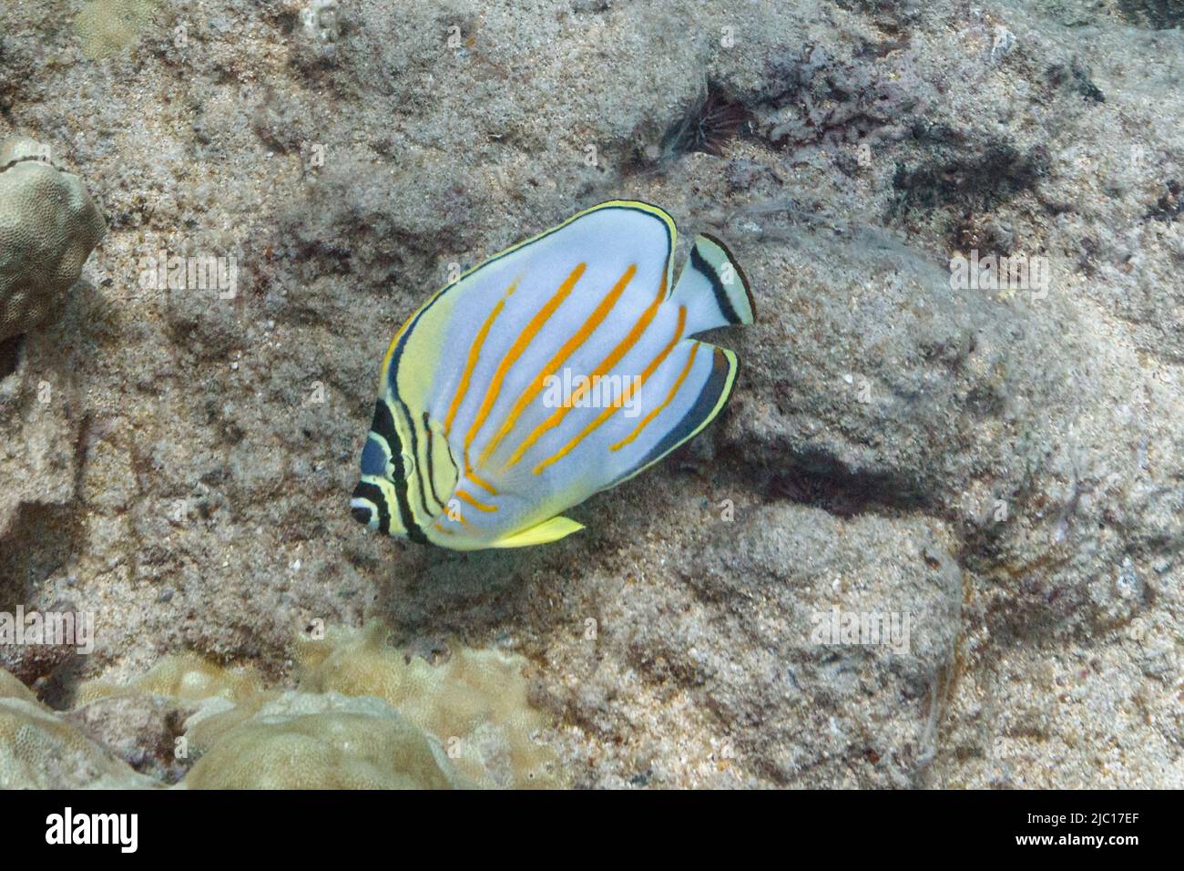 Ornate Butterflyfish (Chaetodon ornitssimus), an einem Korallenriff, USA, Hawaii, Maui Stockfoto