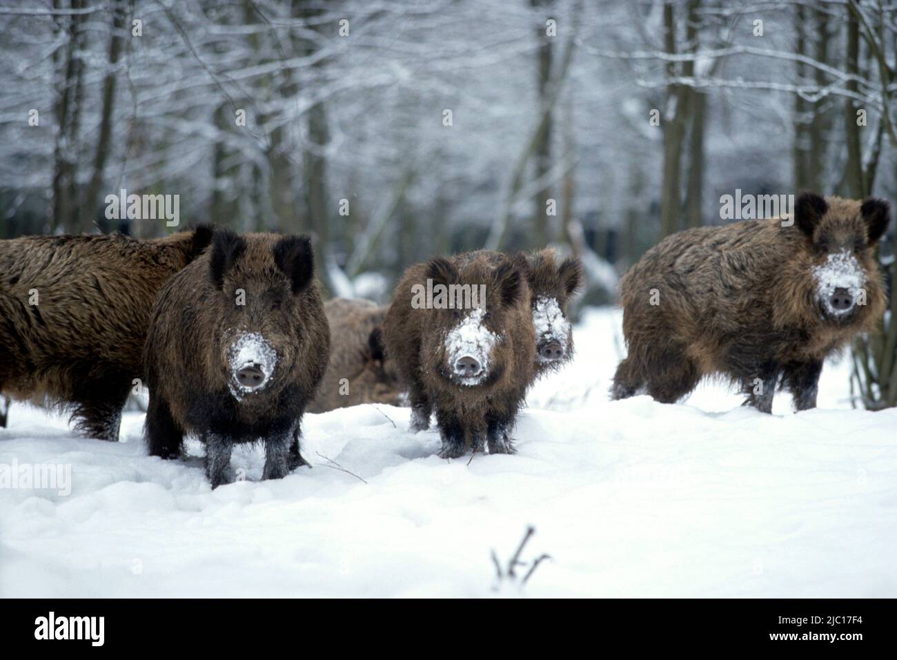 Wildschwein, Schwein, Wildschwein (Sus scrofa), Gruppe im Schnee, Deutschland Stockfoto
