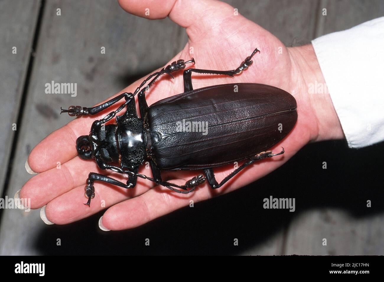 Titan-Käfer (Titanus Giganteus), männliche auf einer hand Stockfoto