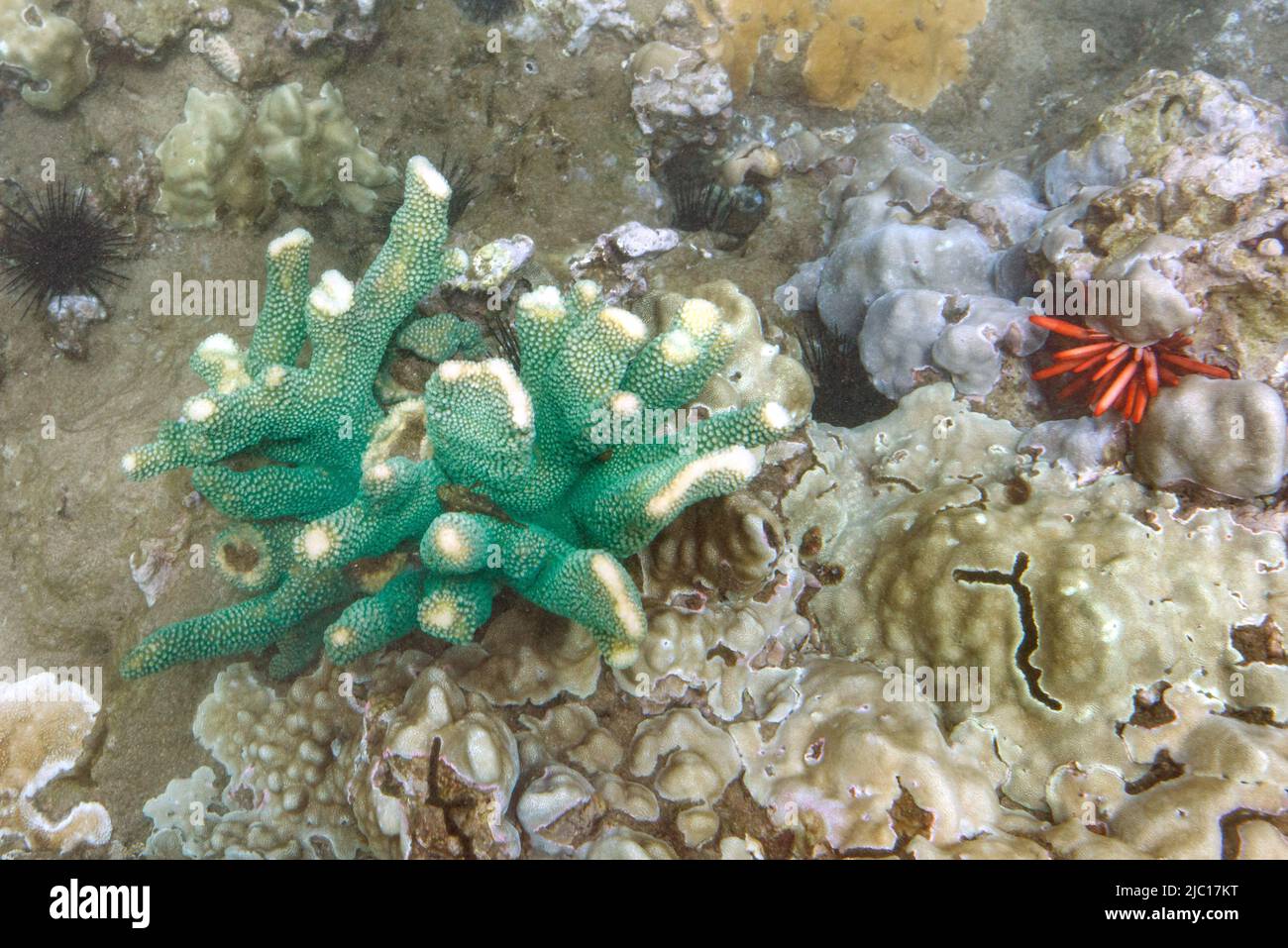 Steinkorallen, madreporarische Korallen, Scleractinians (Madreporaria, Scleractinia), an einem Korallenriff, USA, Hawaii, Maui Stockfoto