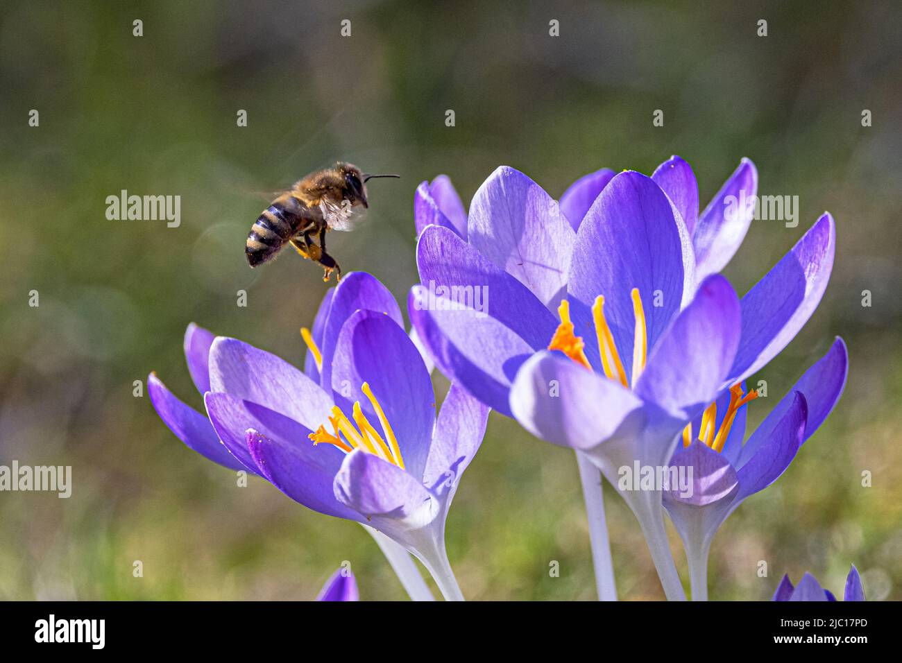 Frühe Krokus, Waldkrokus, Tomasini-Krokus (Crocus tommasinianus), Honigbiene nähert sich Krokusblüten, Deutschland, Bayern Stockfoto