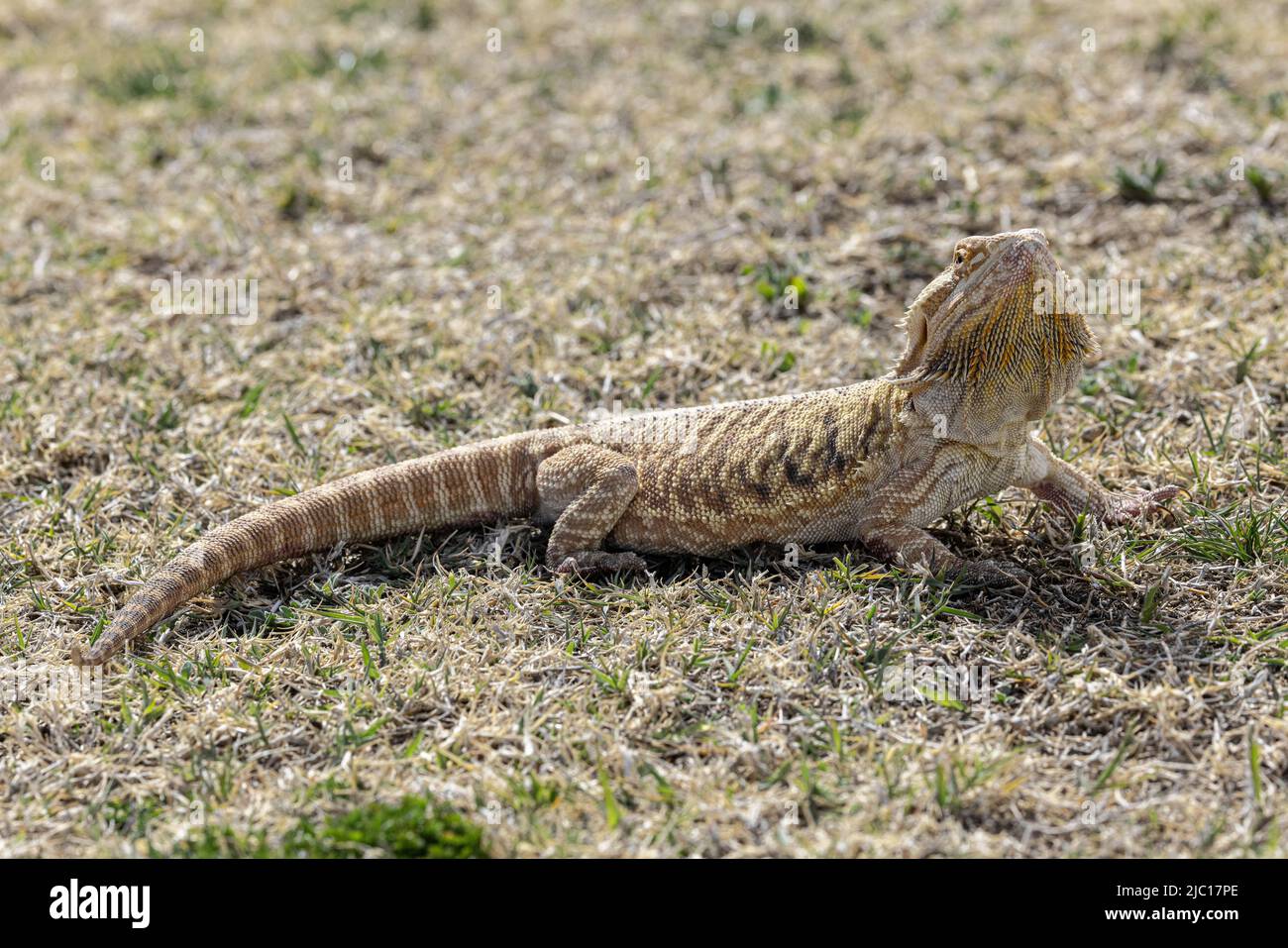 Zentraler Bartdrache (Pogona vitticeps), im Grasland Stockfoto