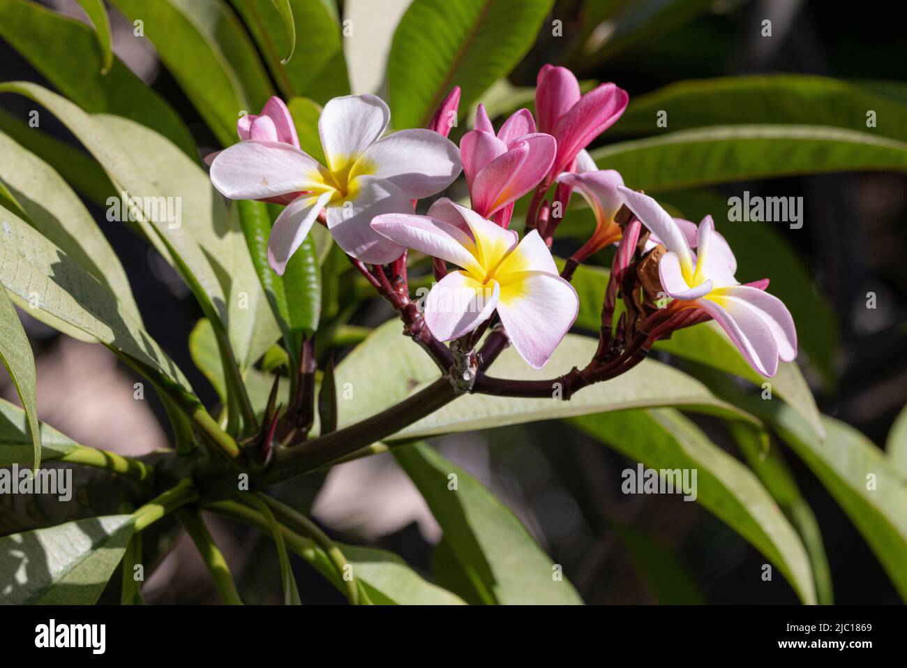 Templetree, rote Plumeria (Plumeria rubra), Blumen, USA, Hawaii, Maui Stockfoto