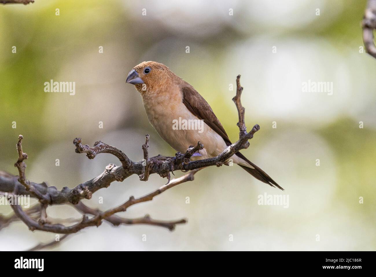 Indischer Silberschnabel, weißkehlige munia (Euodice malabarica, Lonchura malabrica), auf einem Zweig, USA, Hawaii, Maui Stockfoto