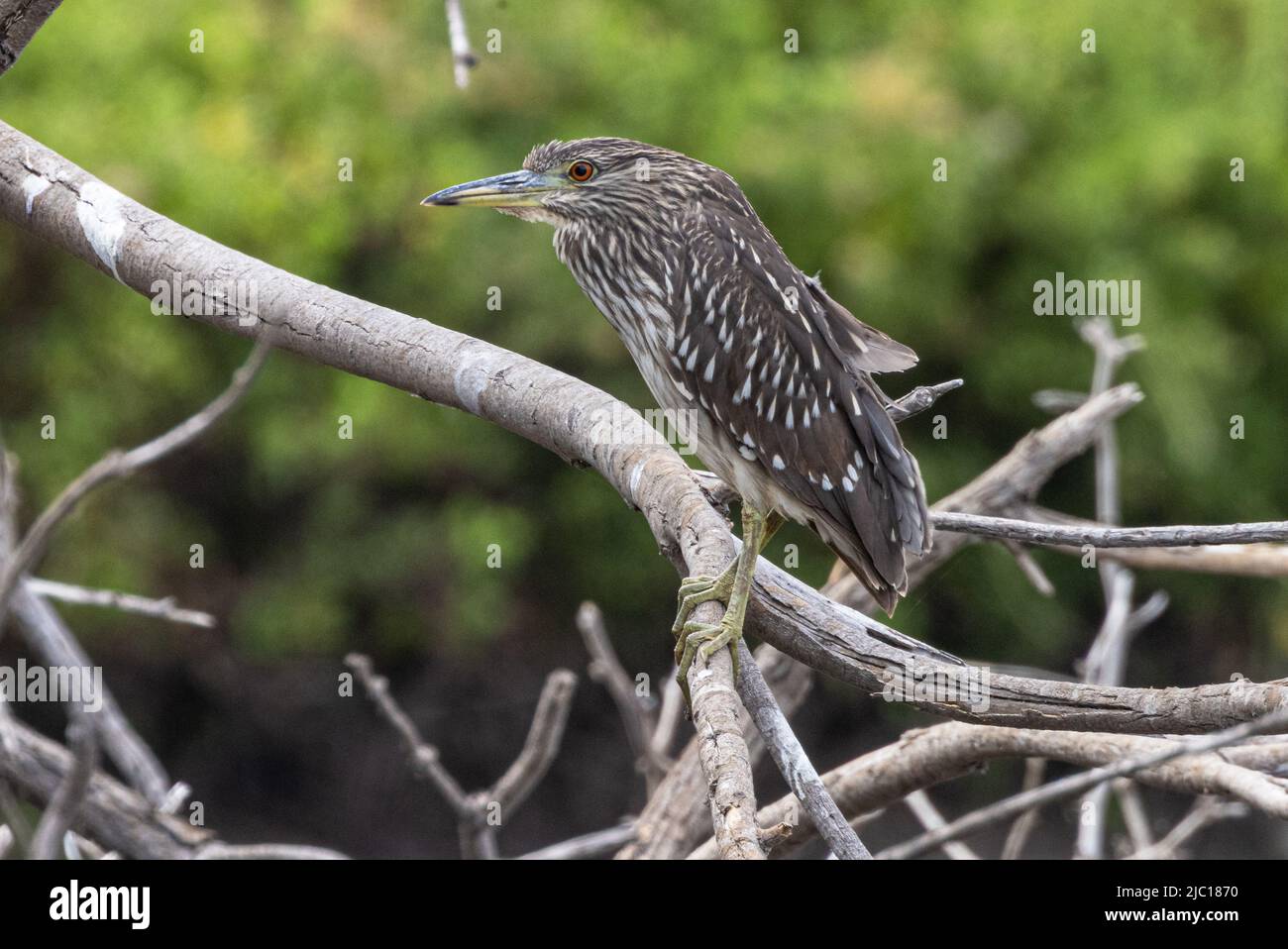 Schwarzkronenreiher (Nycticorax nycticorax), jugendlich, USA, Hawaii, Maui Stockfoto