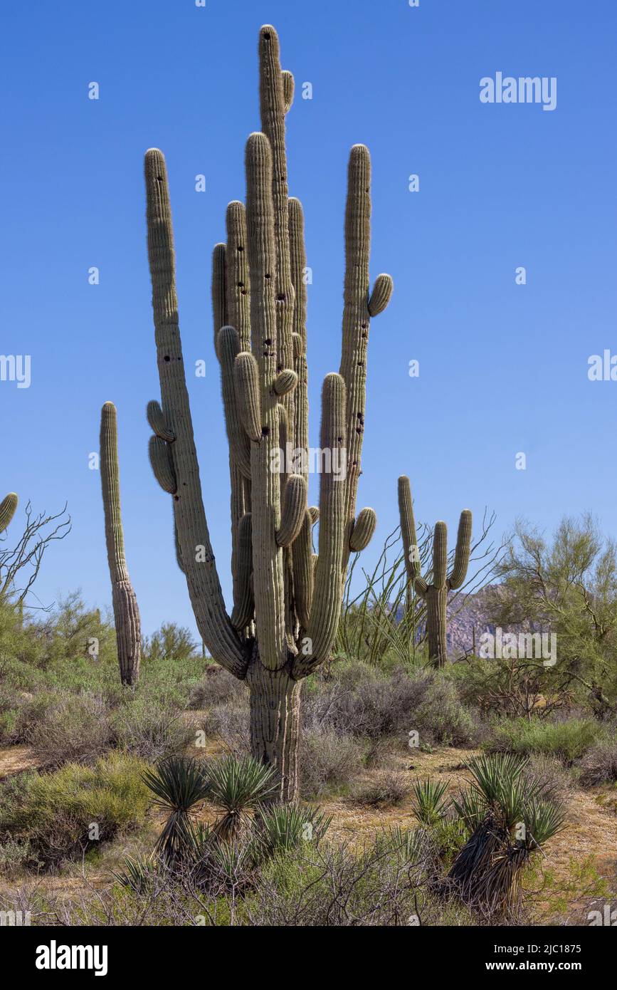 saguarokaktus (Carnegiea gigantea, Cereus giganteus), etwa 20 m hoch, mehr als 100 Jahre alt, in der Sonora-Wüste, USA, Arizona, Sonoran, Stockfoto
