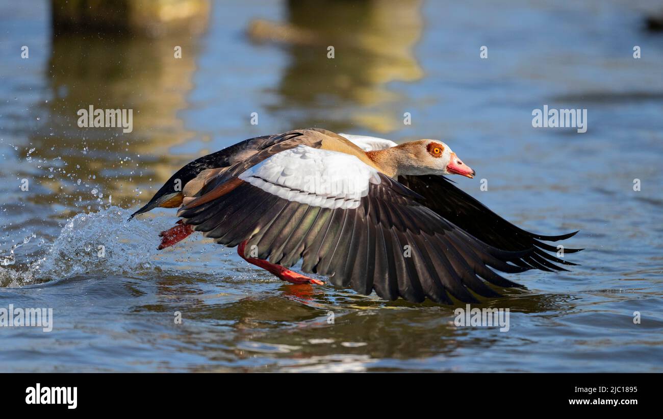 Ägyptische Gans (Alopochen aegyptiacus), die einen See abheben, Deutschland Stockfoto