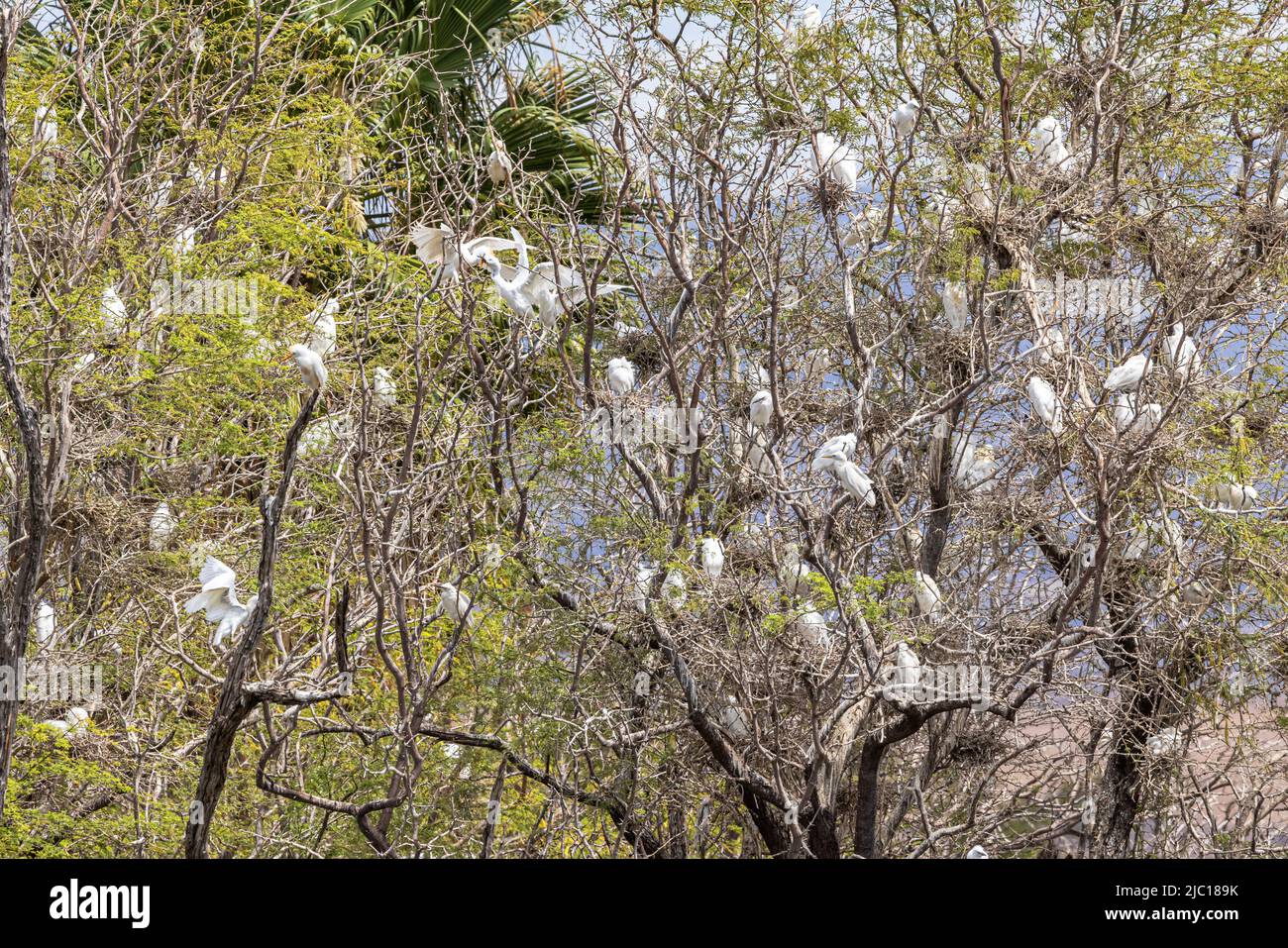 Rinderreiher, Buffreiher (Ardeola ibis, Bubulcus ibis), Brutkolonie mit Jungtieren, USA, Hawaii, Maui Stockfoto