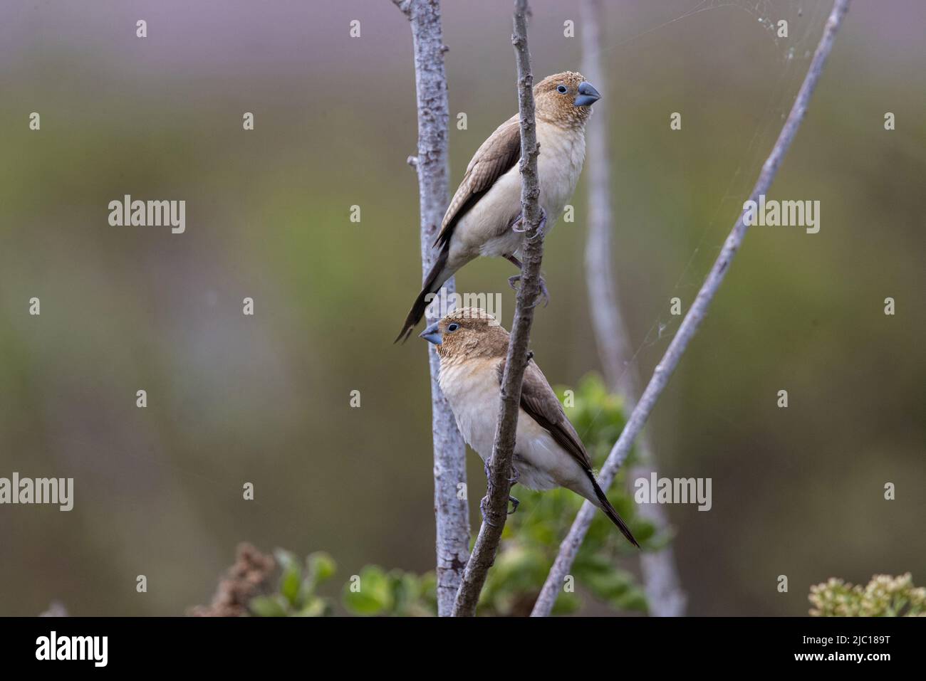 Indische Silberschnabel, weißkehlige munia (Euodice malabarica, Lonchura malabrica), zwei indische Silberschnabel auf einem Zweig, USA, Hawaii, Maui Stockfoto