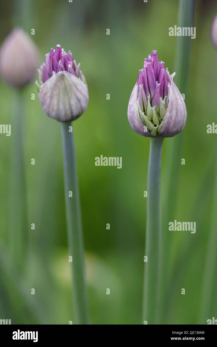 Schnittlauch, Sandlauch (Allium schoenoprasum), anwachsende Blütenstände Stockfoto