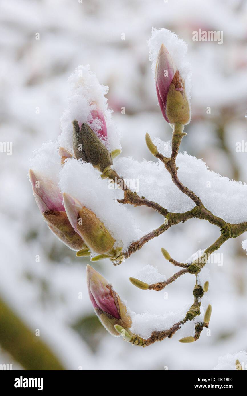 Untertassenmagnolie (Magnolia x soulangiana, Magnolia soulangiana, Magnolia x soulangeana, Magnolia soulangeana), schneebedeckte Blütenknospen im April, Ende Stockfoto