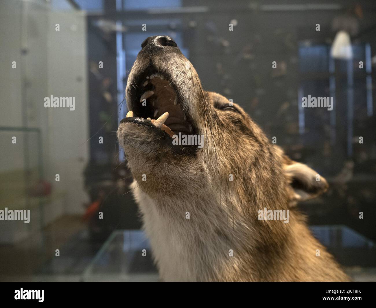 Ausgestopfter Wolf auf dem Display beim Heulen Detail Stockfoto