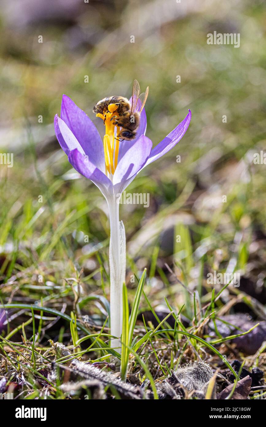 Früher Krokus, Waldkrokus, Tomasini-Krokus (Crocus tommasinianus), Honigbiene sammelt Pollen in einer Krokusblüte, Deutschland, Bayern Stockfoto