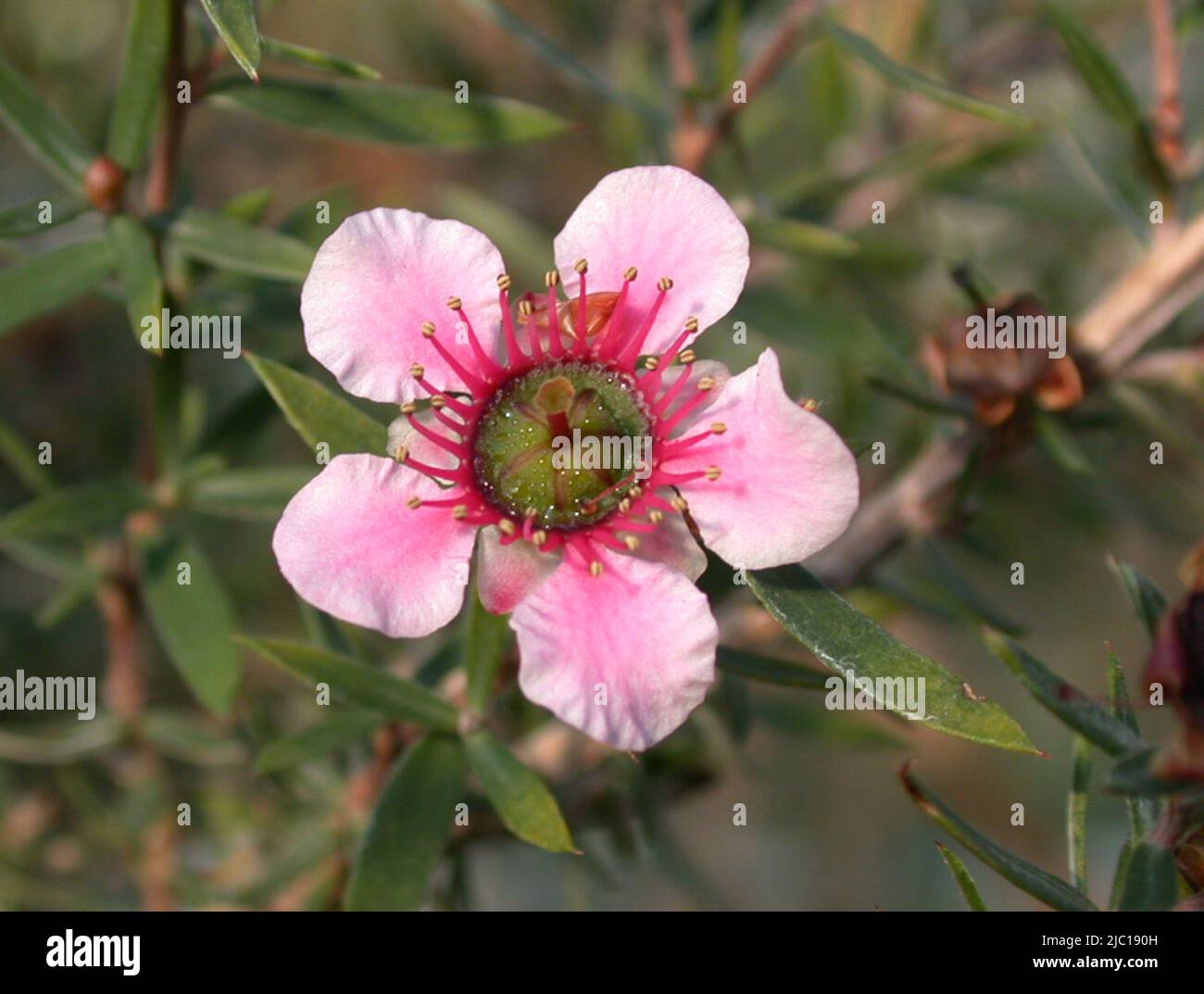 Blume Rose geblüht Teebaum (Leptospermum Scoparium), Stockfoto