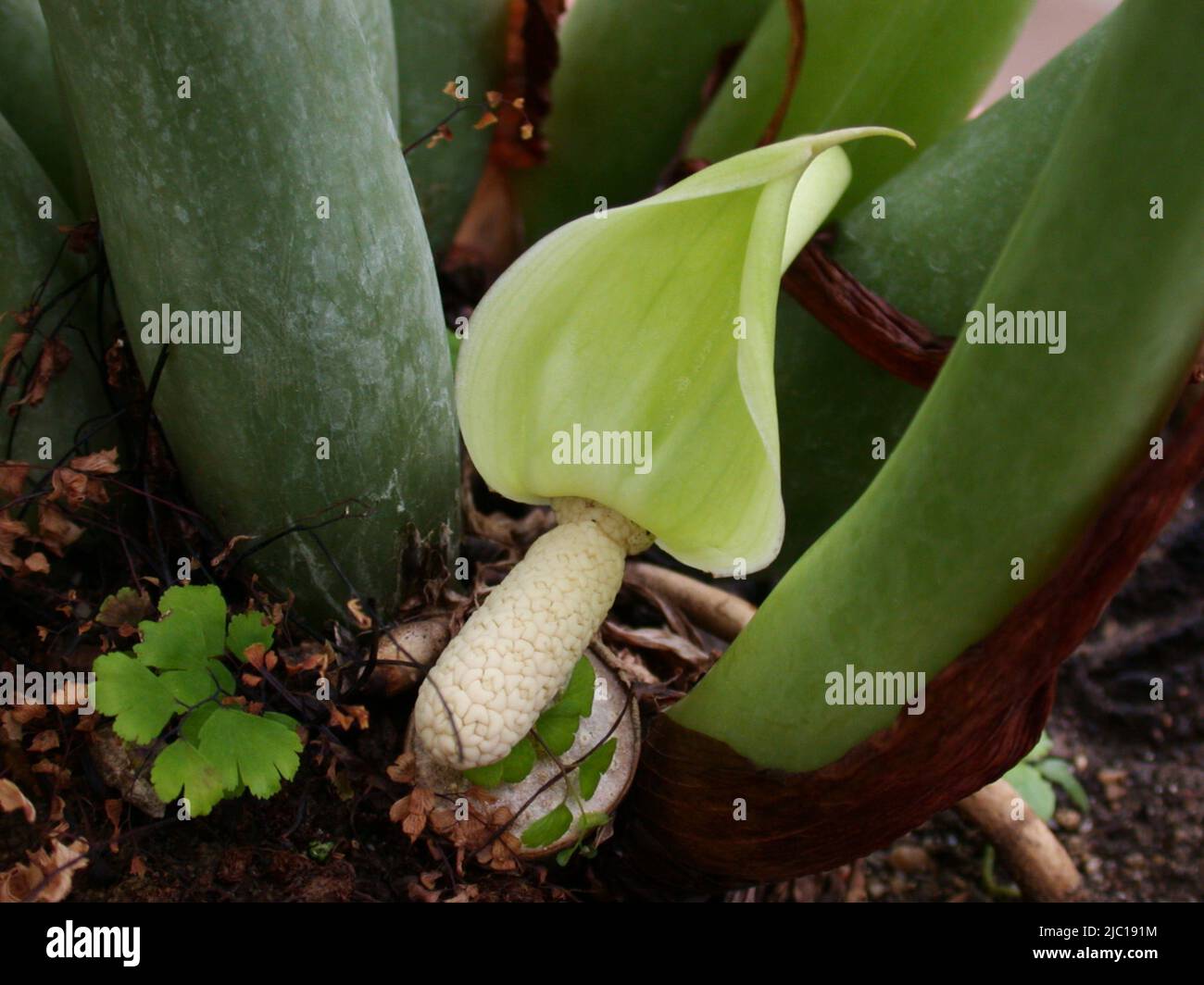 Araid Palm, Fern Palm, Sukkulent Philodendron, Golden Tree, Sansibar Gem (Zamioculcas zamiifolia), Blume Stockfoto