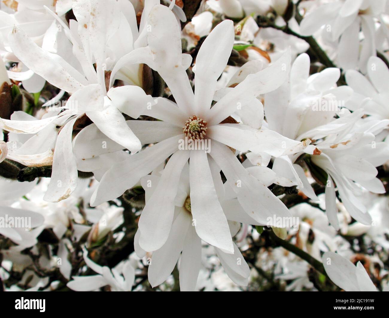 Stern-Magnolie (Magnolia Stellata), Blumen Stockfoto