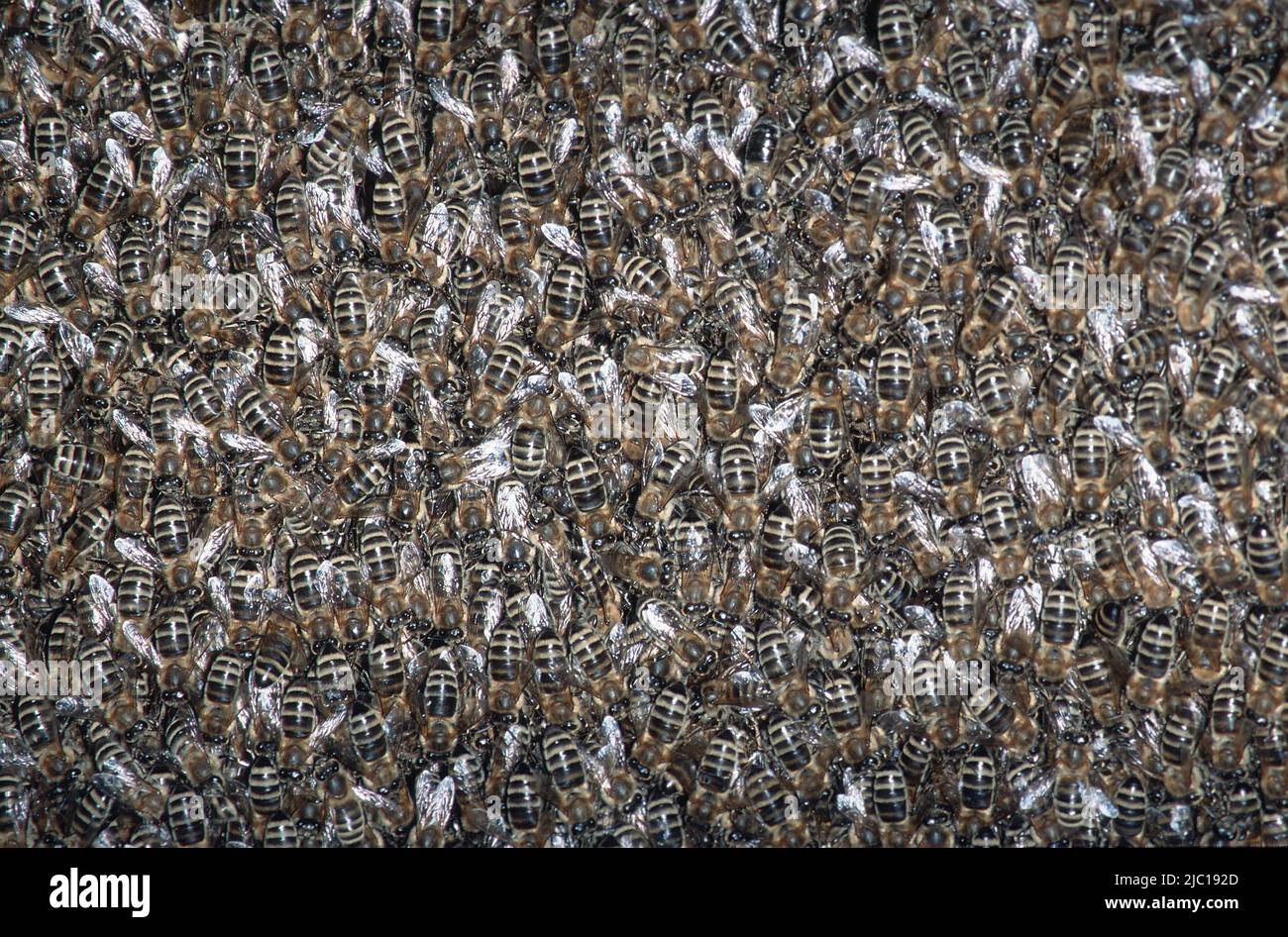 Honigbiene, Bienenstock (APIs mellifera mellifera), Schwarm, Deutschland Stockfoto