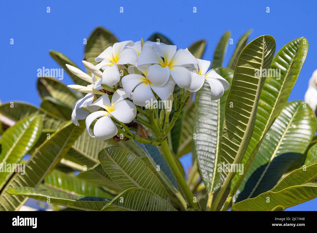 frangipani Pflanze, nosegaytree (Plumeria alba), Blumen, USA, Hawaii, Maui Stockfoto