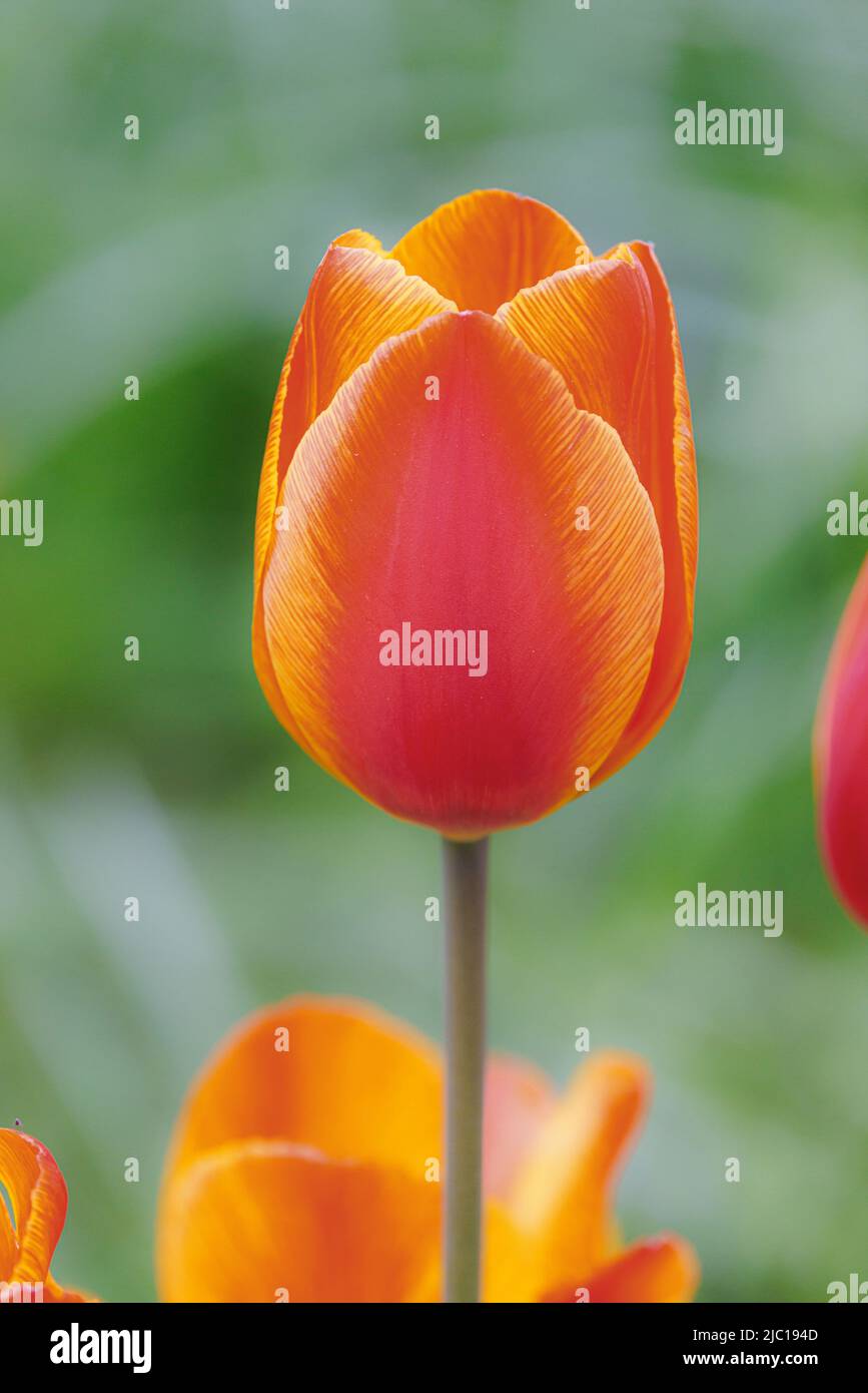 Gemeine Gartentupe (Tulipa spec.), orange geflasene Blume Stockfoto