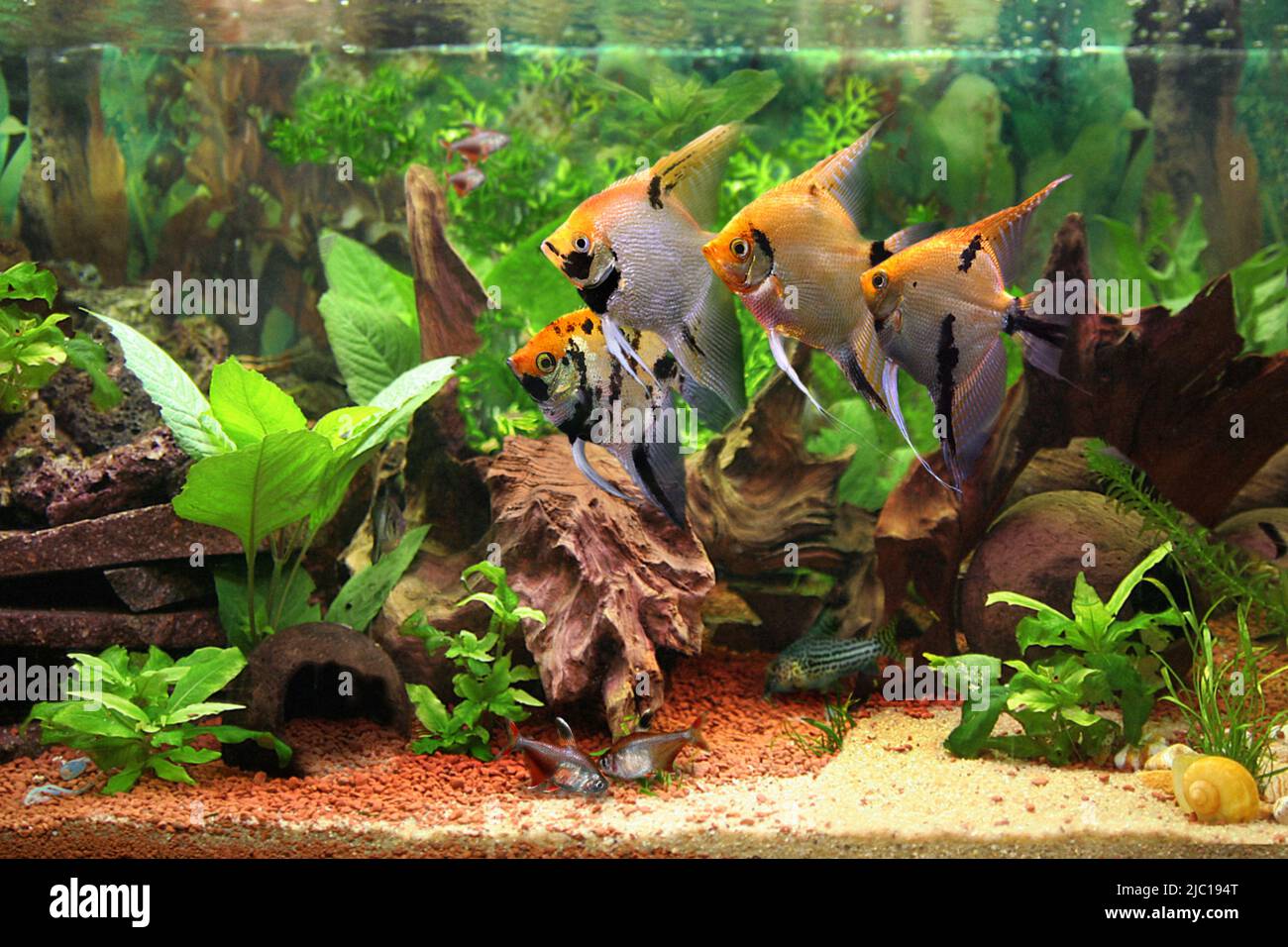 Süßwasserangelfische, Langflossen-Engelfische, Schwarze Engelfische, Scalare (Pterophyllum scalare, Platax scalaris), Aquarium, Aquarium Stockfoto