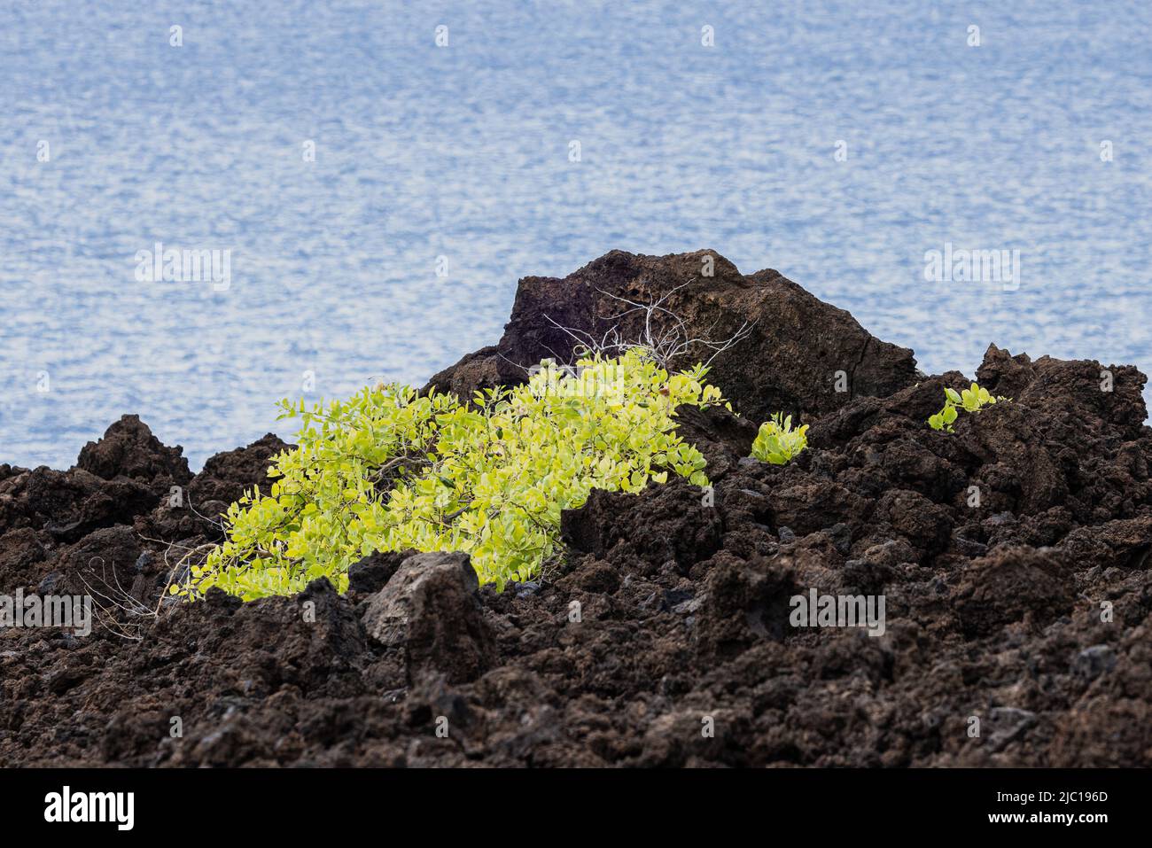 Erstarrte Lava des Schildvulkans Haleakala am Makena Beach, USA, Hawaii, Maui Stockfoto