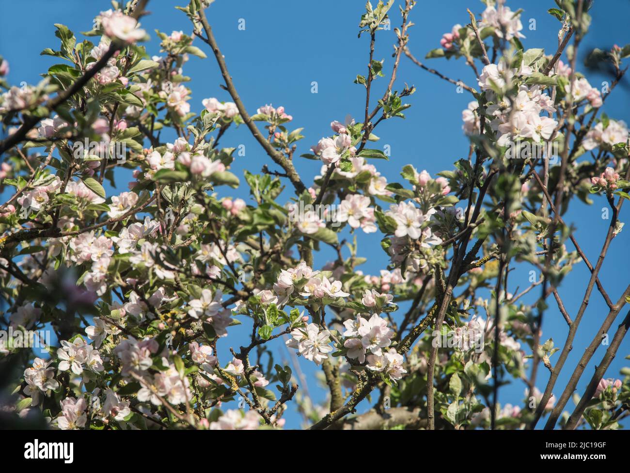 Blumen: Frischer weißer Apfelblüte im Frühling. Stockfoto