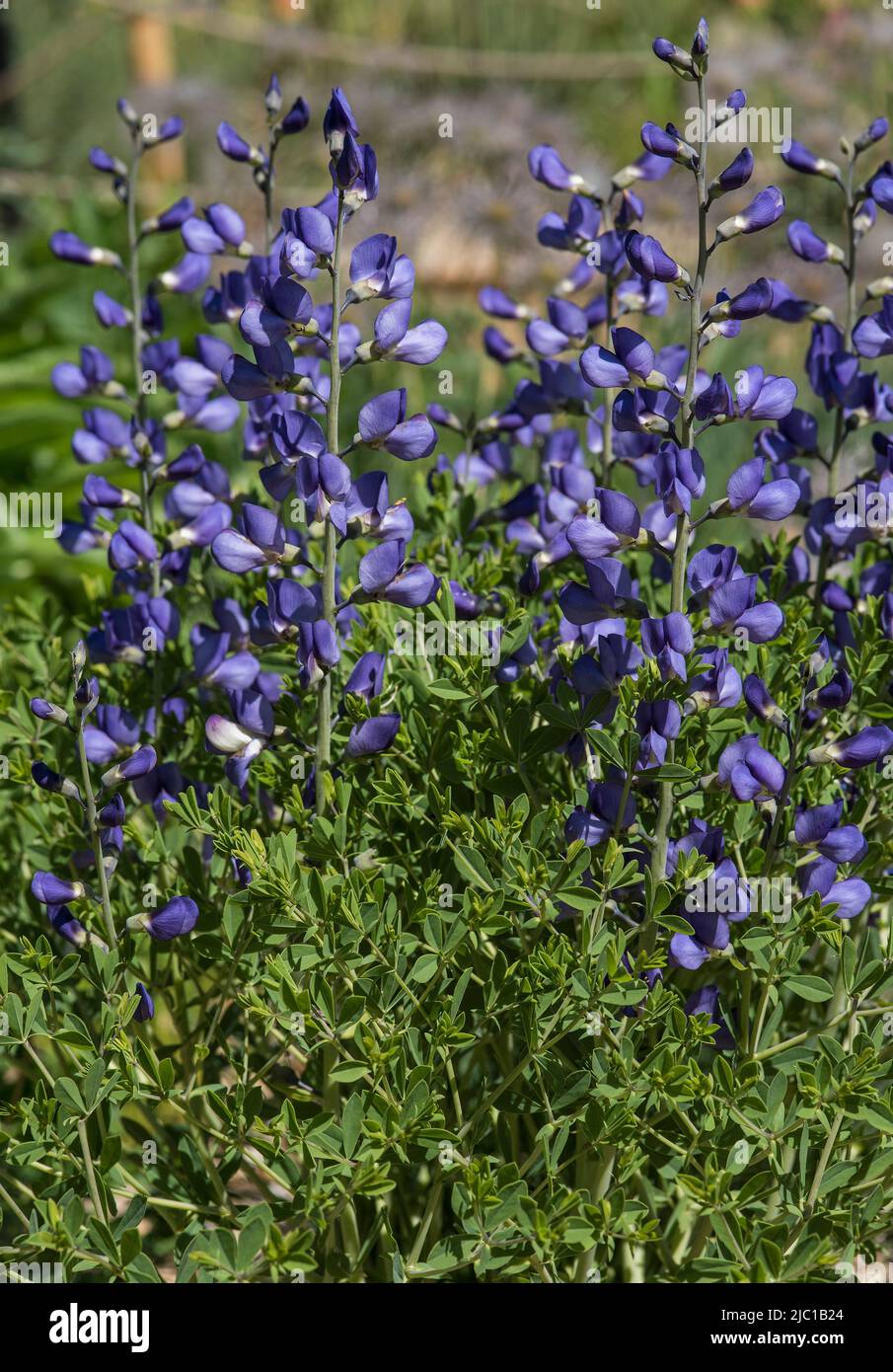 Nahaufnahme der blauen Blüten von False Indigo - Baptizia australis Stockfoto