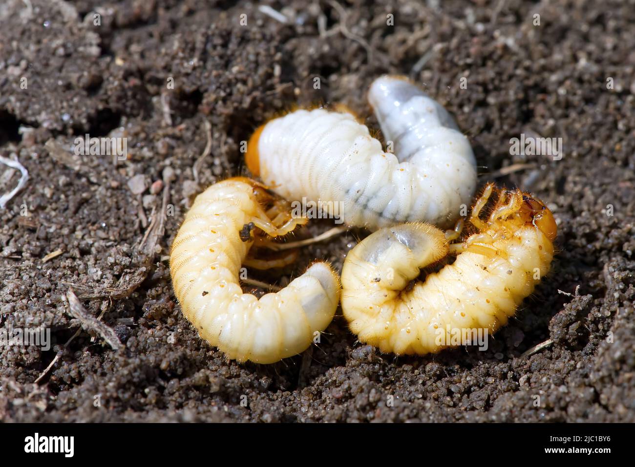 Die Larve des May Beetle. May Bug Melolontha Stockfoto