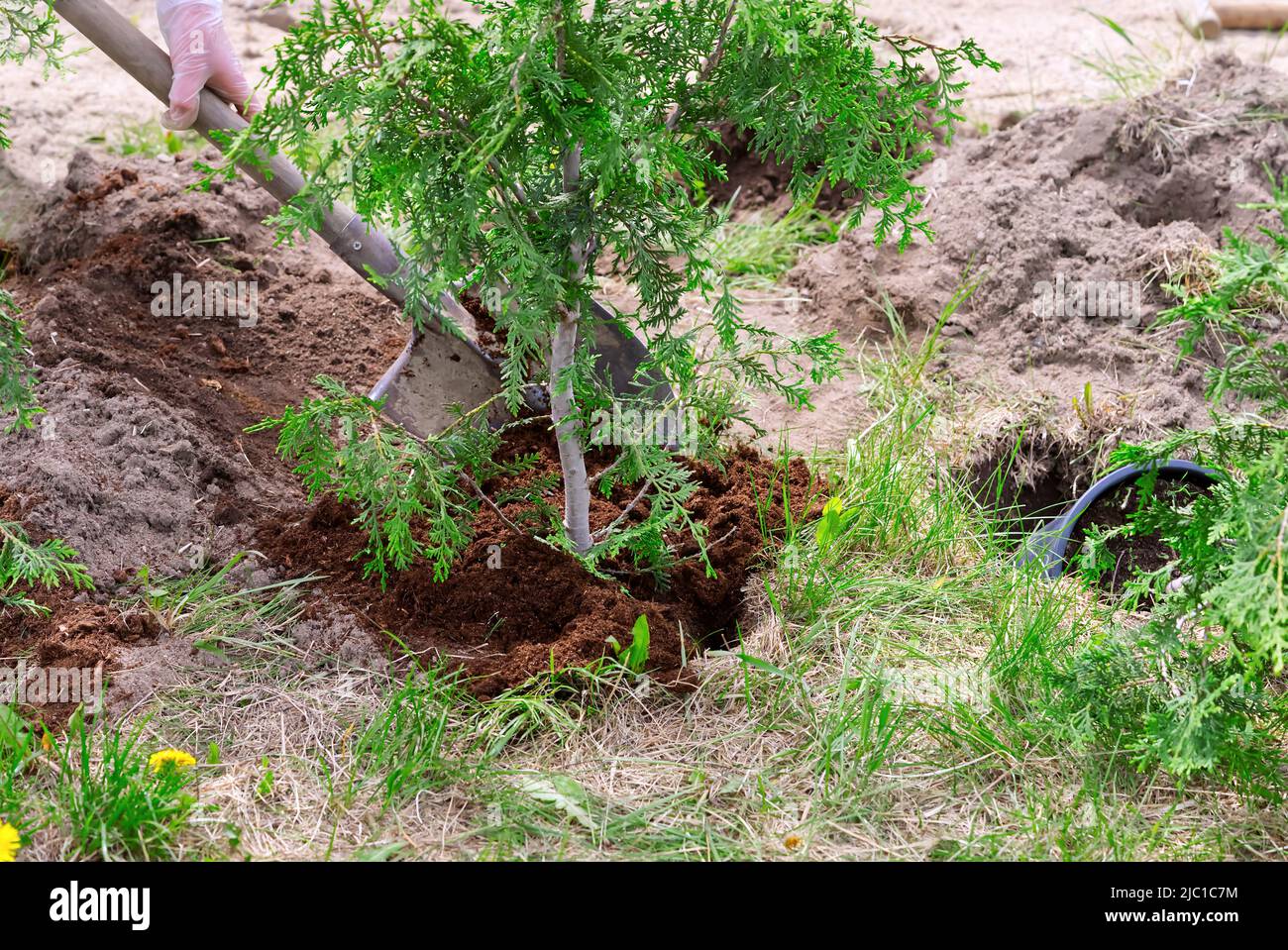 Gärtner pflanzt Wacholderpflanzen im Garten an. Saisonale Arbeiten im Hof Stockfoto