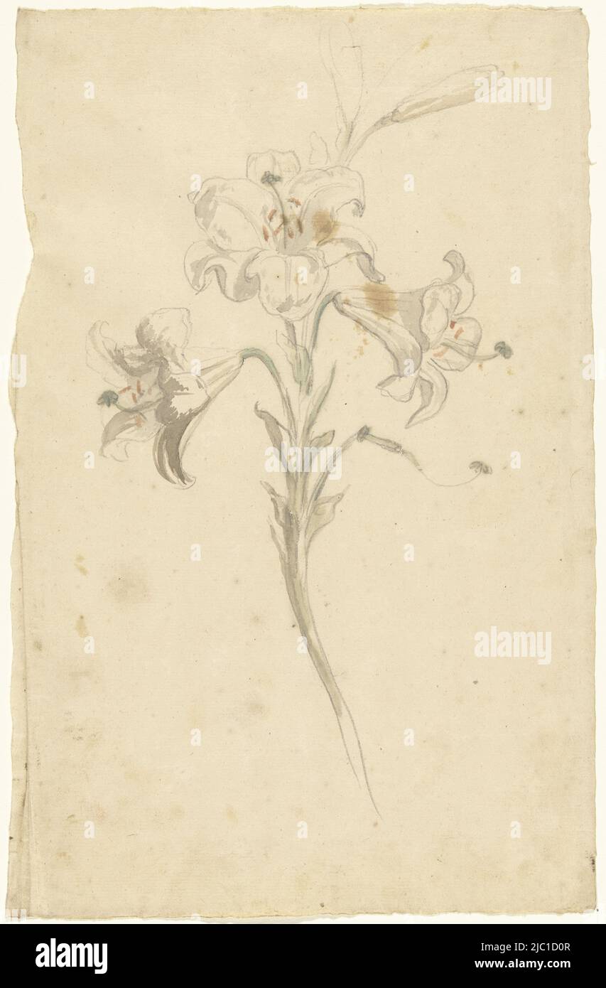 Weiße Lilie, Zeichner: Elias van Nijmegen, 1677 - 1755, Papier, Pinsel, H 330 mm × B 211 mm Stockfoto