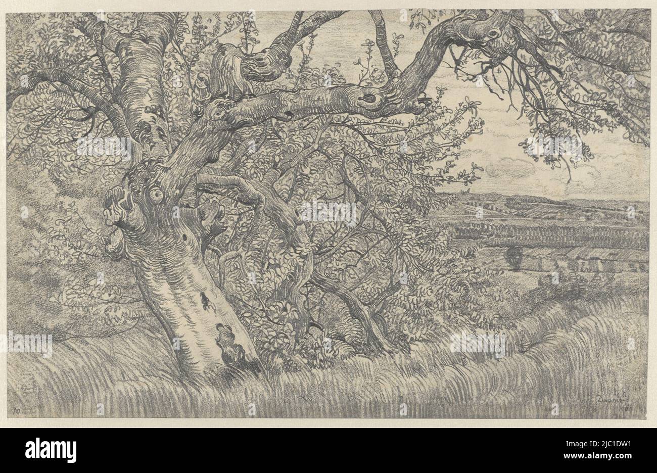 Alter Baum in hügeliger Landschaft, Zeichner: Pieter Dupont, 1903, Papier, H 308 mm × B 481 mm Stockfoto